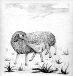 Овца кормит ягнёнка
